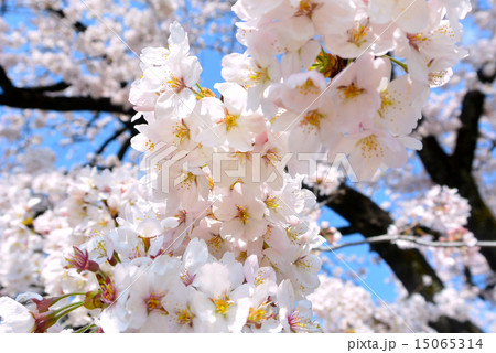 桜 15065314