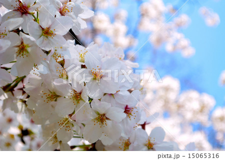 桜 桜 15065316