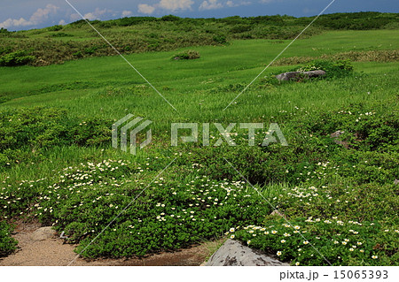 月山弥陀ヶ原のチングルマ群落 月山弥陀ヶ原のチングルマ群落 15065393