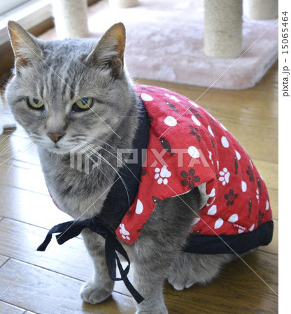 猫に半纏 15065464