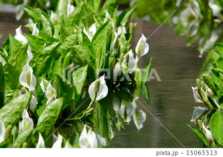 水芭蕉 15065513