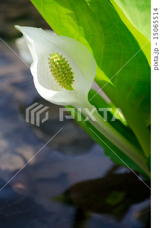 水芭蕉 15065514