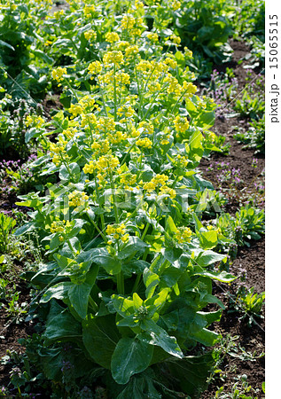 ハクサイの花 ハクサイの花 15065515