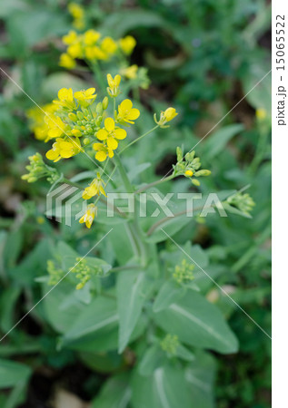 チンゲンサイの花 15065522