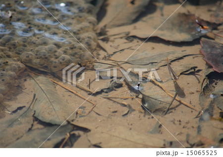 カエルの卵とメダカ 15065525