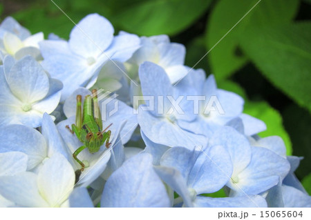 紫陽花の花と可愛いバッタのこどもの写真素材