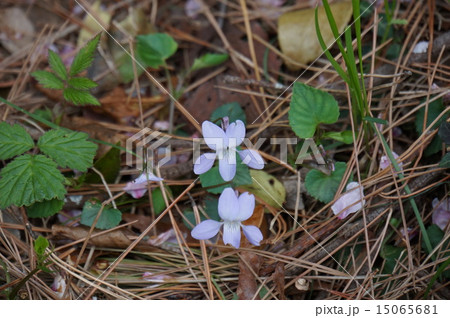 スミレ 15065681
