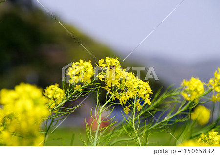 みつばち 15065832