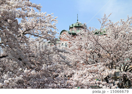 深谷駅とサクラ 15066679