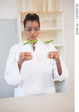 Scientist looking at sprouts in test tube 15068236