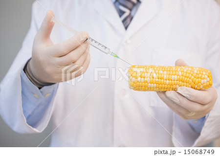 Food scientist examining corn 15068749