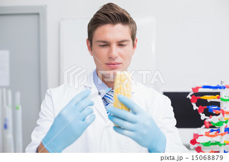 Biologist examining corn with syringe 15068879