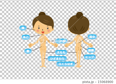 脂肪の部位 普通体型の女性 のイラスト素材
