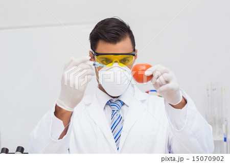 Scientist doing injection to tomato Scientist doing injection to tomato 15070902
