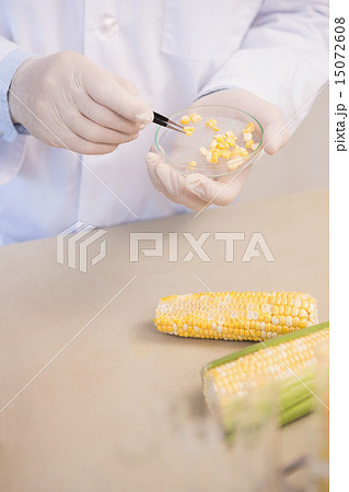 Scientist examining corn seeds in petri dish 15072608