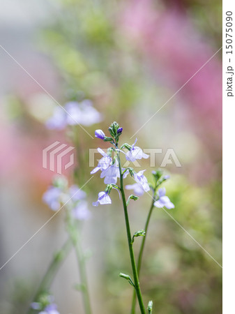 松葉海蘭（マツバウンラン）の花 15075090