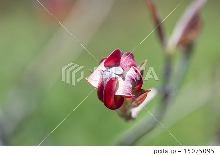 赤い花水木のつぼみ 赤い花水木のつぼみ 15075095