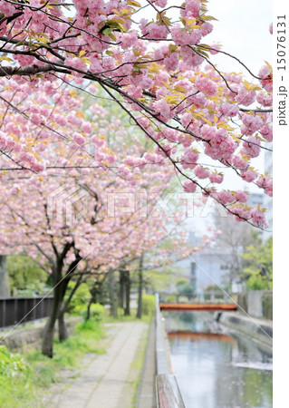 桜 15076131