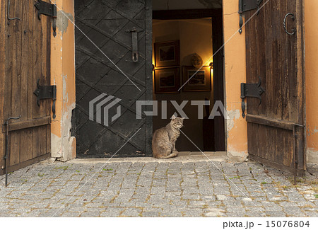 Cat in the castle 15076804