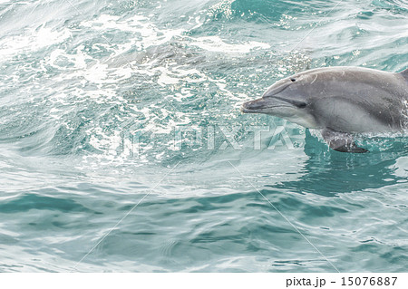 イルカジャンプ 15076887
