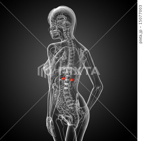 3d render medical illustration of the spleen 15077003