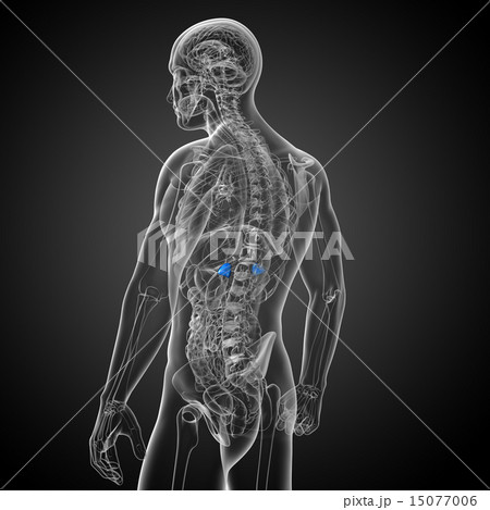 3d render medical illustration of the spleen 15077006