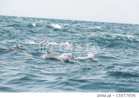 イルカの群れ イルカの群れ 15077056