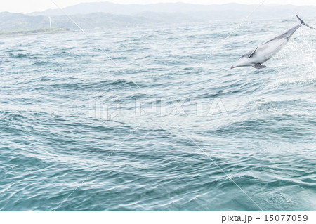 イルカジャンプ イルカジャンプ 15077059