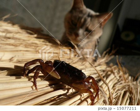 サワガニ 15077211