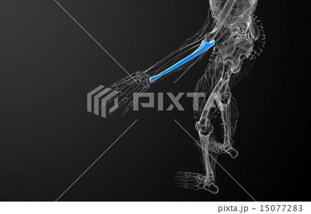 3d render medical illustration of the ulna bone 15077283