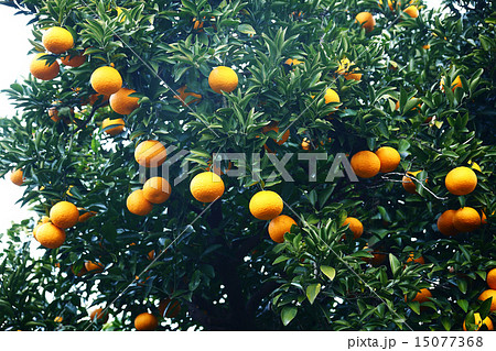 果実　夏みかん 15077368