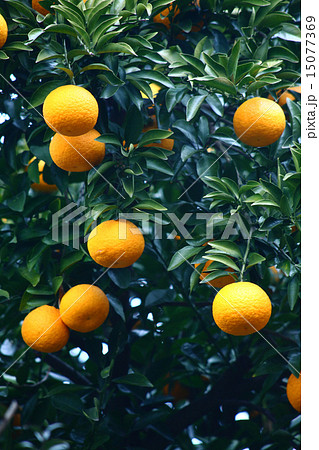 果実 夏みかん 果実 夏みかん 15077369