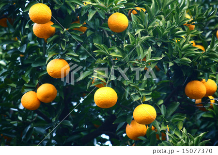 果実　夏みかん 15077370