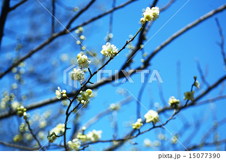 梅 黄緑色の花の写真素材