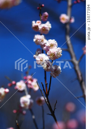 梅　薄桃色の花 15077394