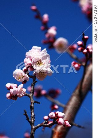 梅 薄桃色の花 梅 薄桃色の花 15077397