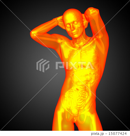 3d render illustration of the human anatomy 3d render illustration of the human anatomy 15077424