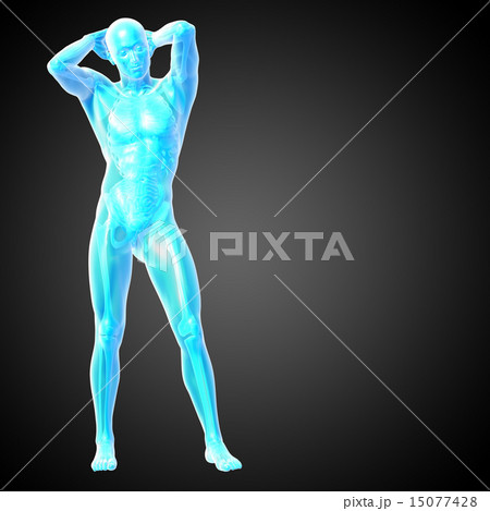 3d render  illustration of the human anatomy 15077428