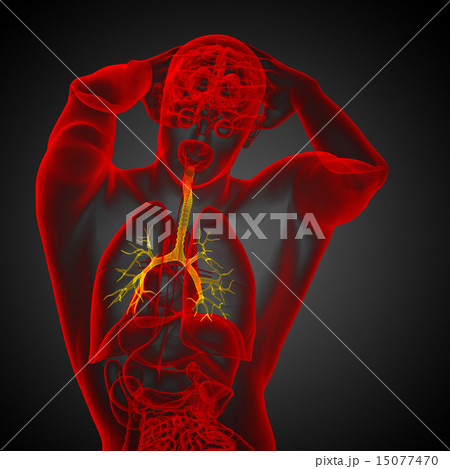 3D medical illustration of the male bronchi 15077470