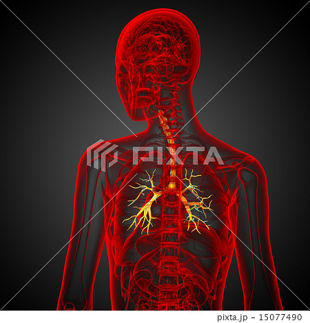 3D medical illustration of the male bronchi 15077490