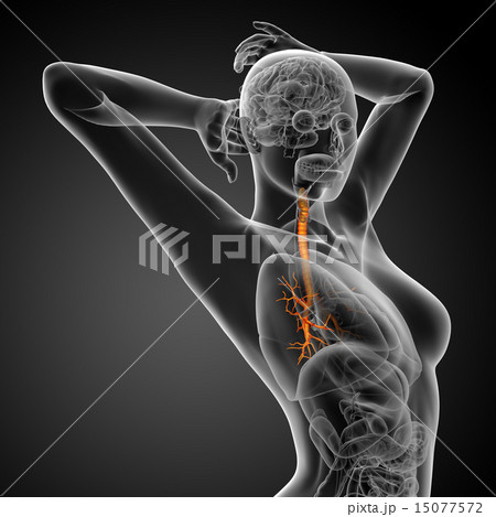 3D medical illustration of the male bronchi 15077572