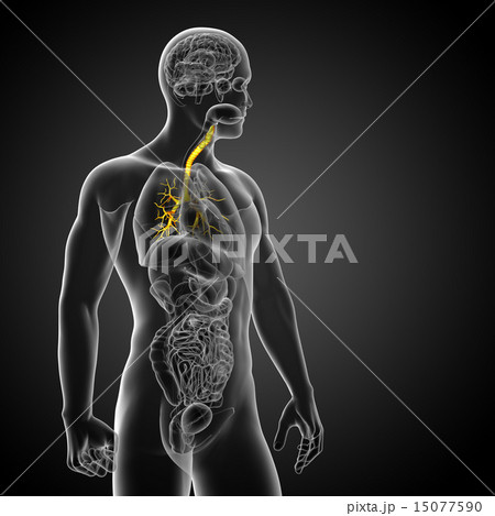 3D medical illustration of the male bronchi 3D medical illustration of the male bronchi 15077590