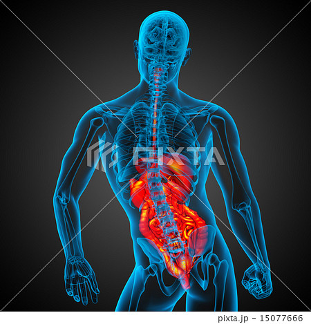 3d render illustration of the digestive system 15077666