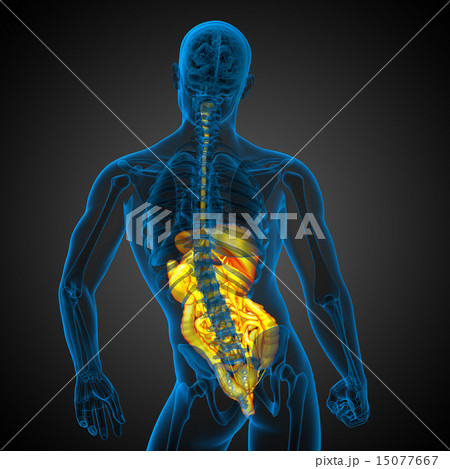 3d render illustration of the digestive system 3d render illustration of the digestive system 15077667