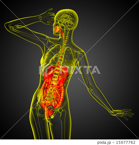 3d render illustration of the digestive system 3d render illustration of the digestive system 15077762