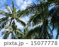 空とヤシの木 15077778