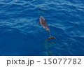 野生のイルカ 15077782