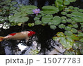 池の鯉 15077783