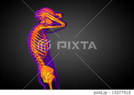 3d render illustration of the skeleton bone 3d render illustration of the skeleton bone 15077918