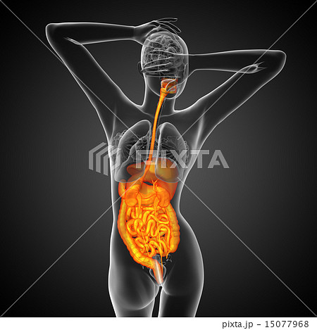 3d render illustration of the digestive system 15077968